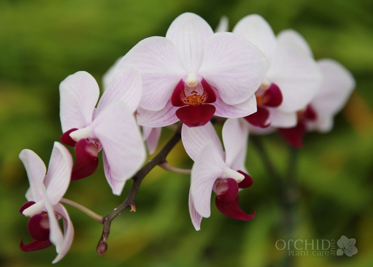 Little Gem Stripes Орхидея