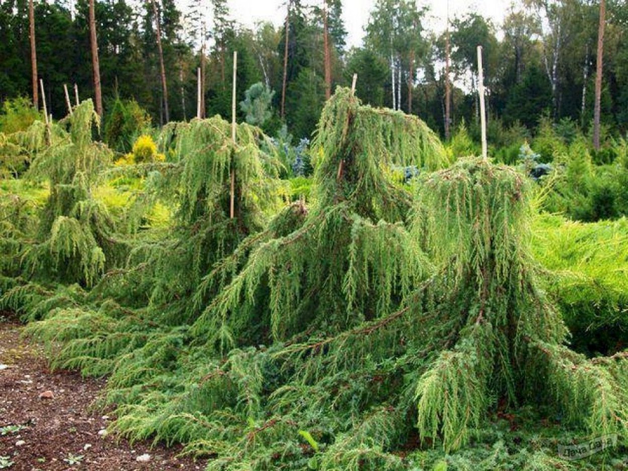 Можжевельник Пендула