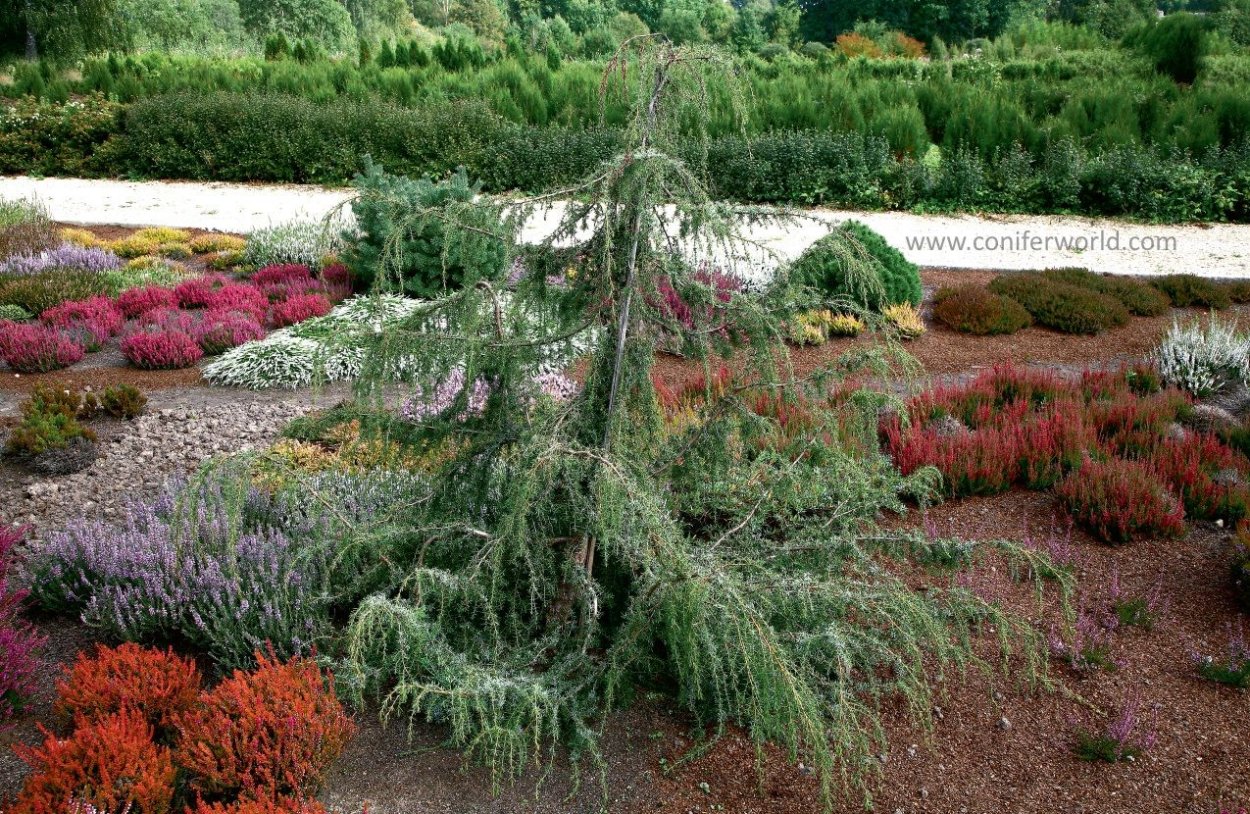 Лиственница европейская Vanc