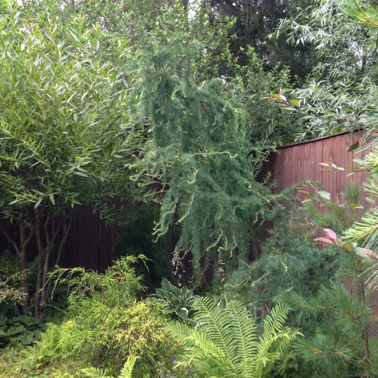 Лиственница европейская Horstmann Recurved