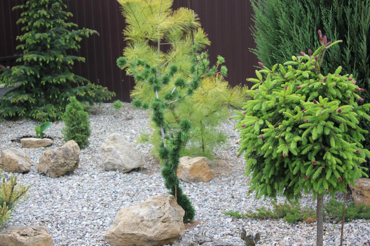 Лиственница Кемпфера Диана