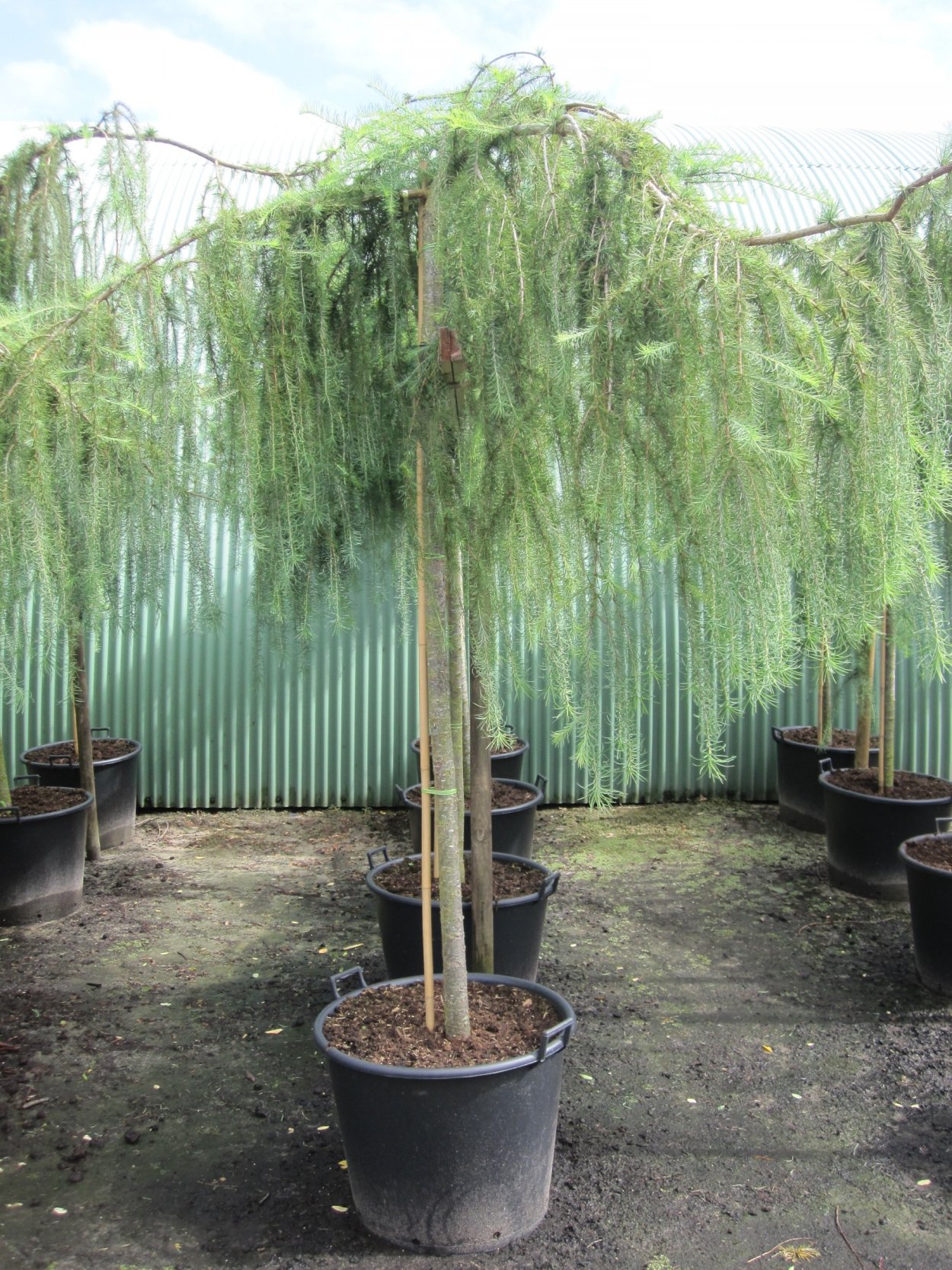 Larix kaempferi Anne's Bonsai