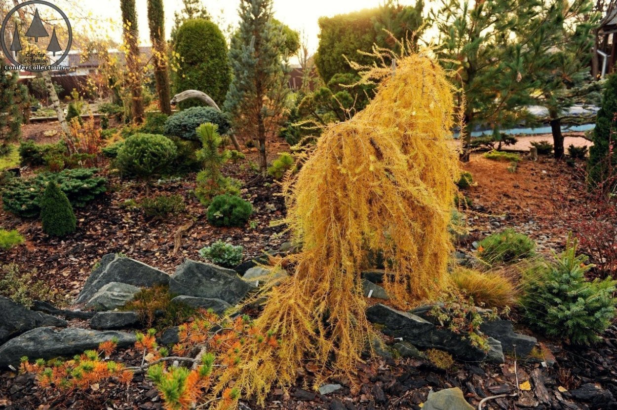 Кедр ливанский Глаука Пендула