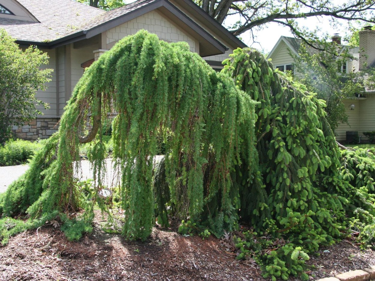 Можжевельник Хорстманн