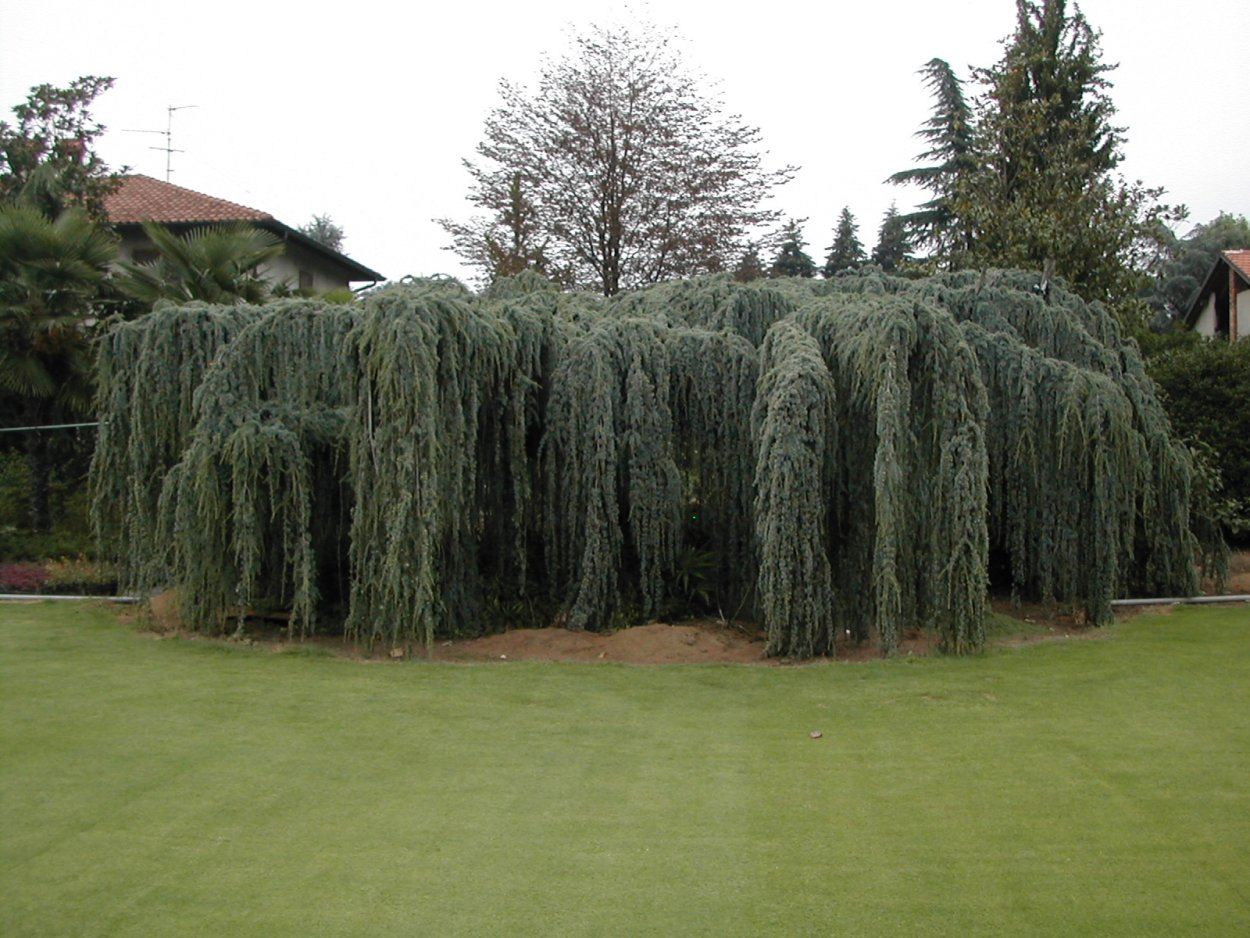 Лиственница Larix Kaempf. Grey Perl