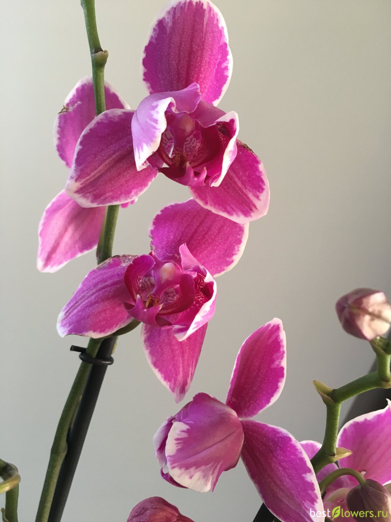 Орхидея пират Пикоти