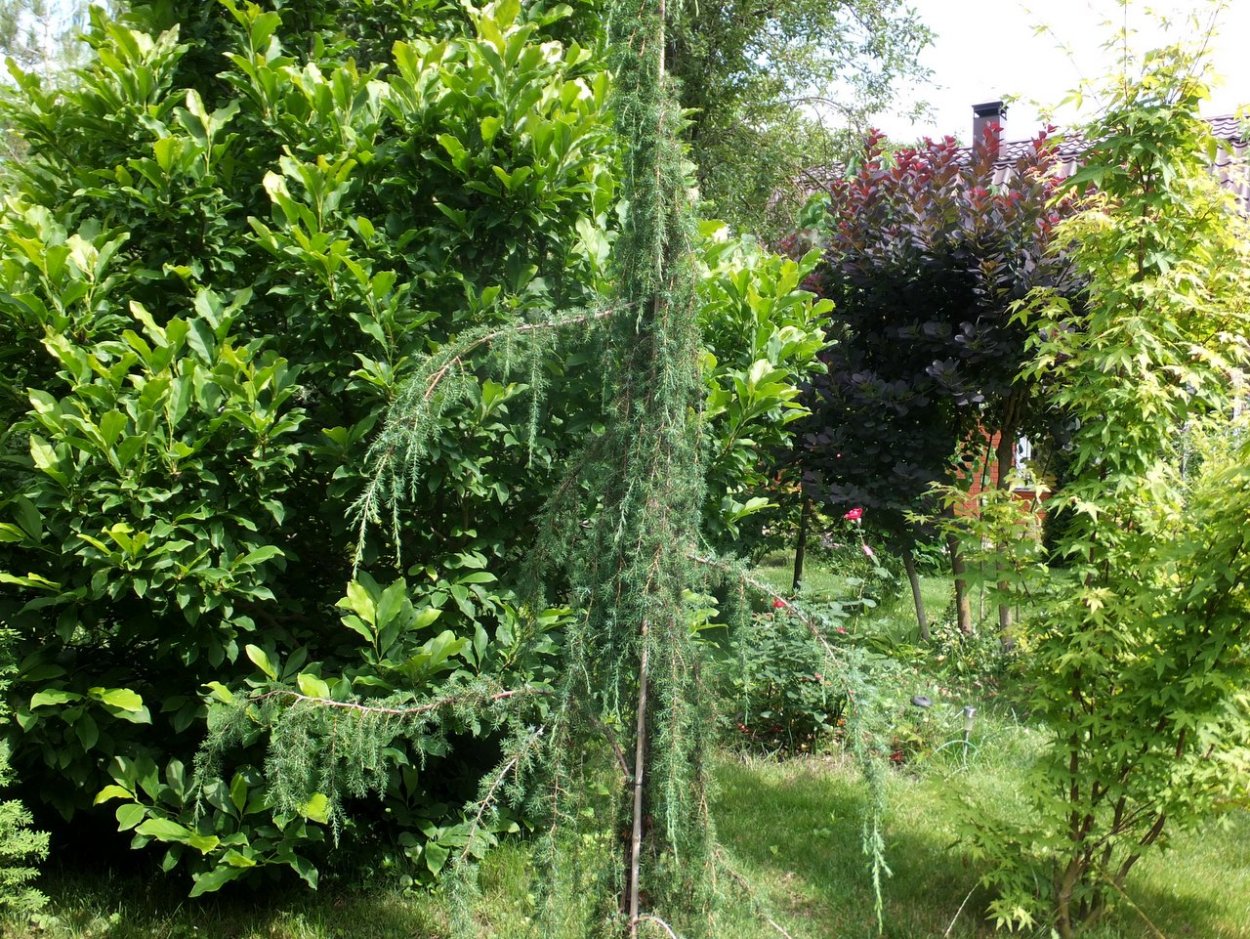 Можжевельник Плакучий Хорстманн