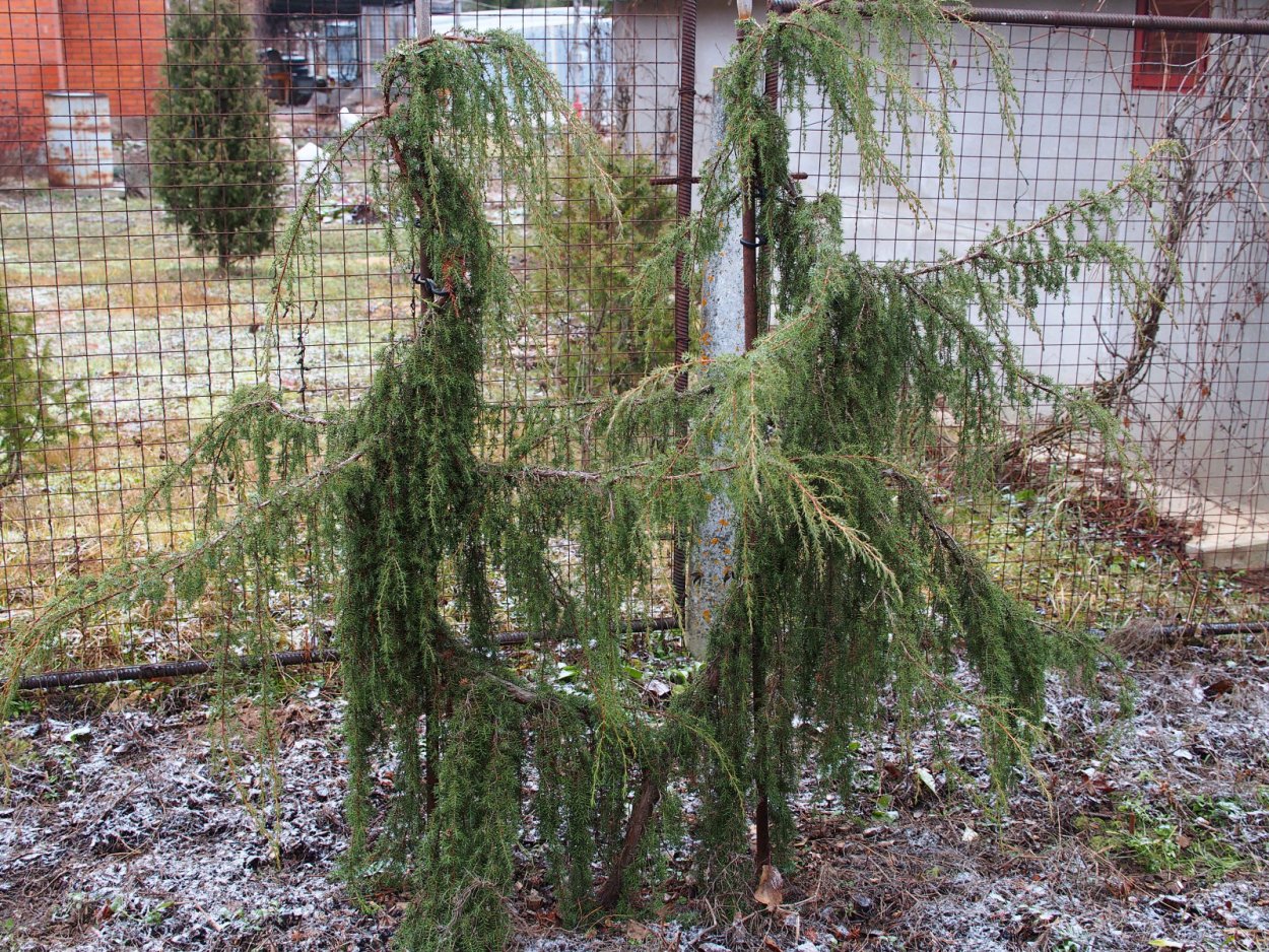Можжевельник виргинский pendula