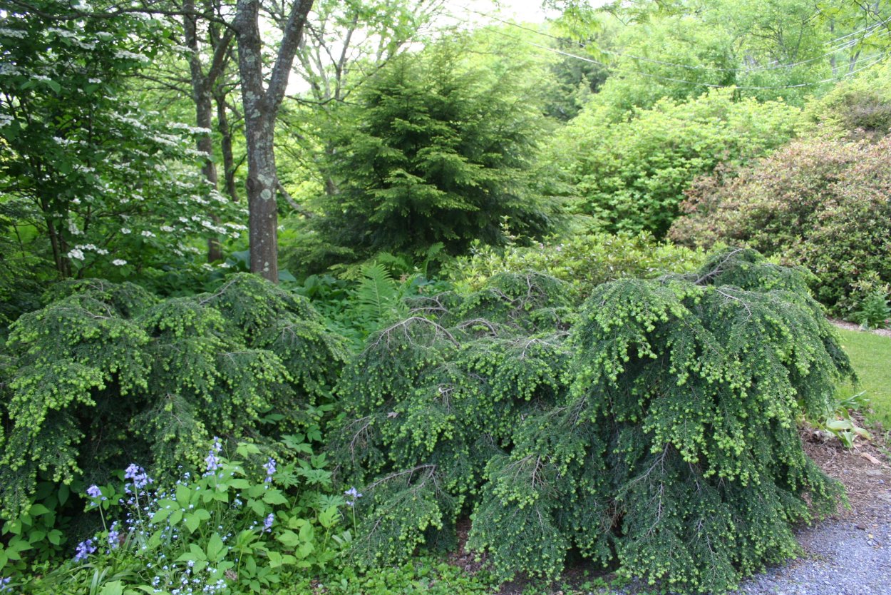 Можжевельник виргинский Пендула