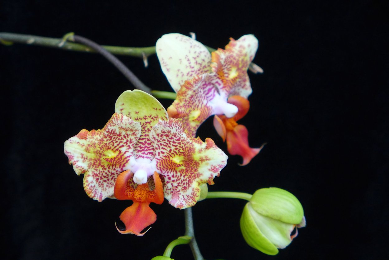 Фаленопсис Майами