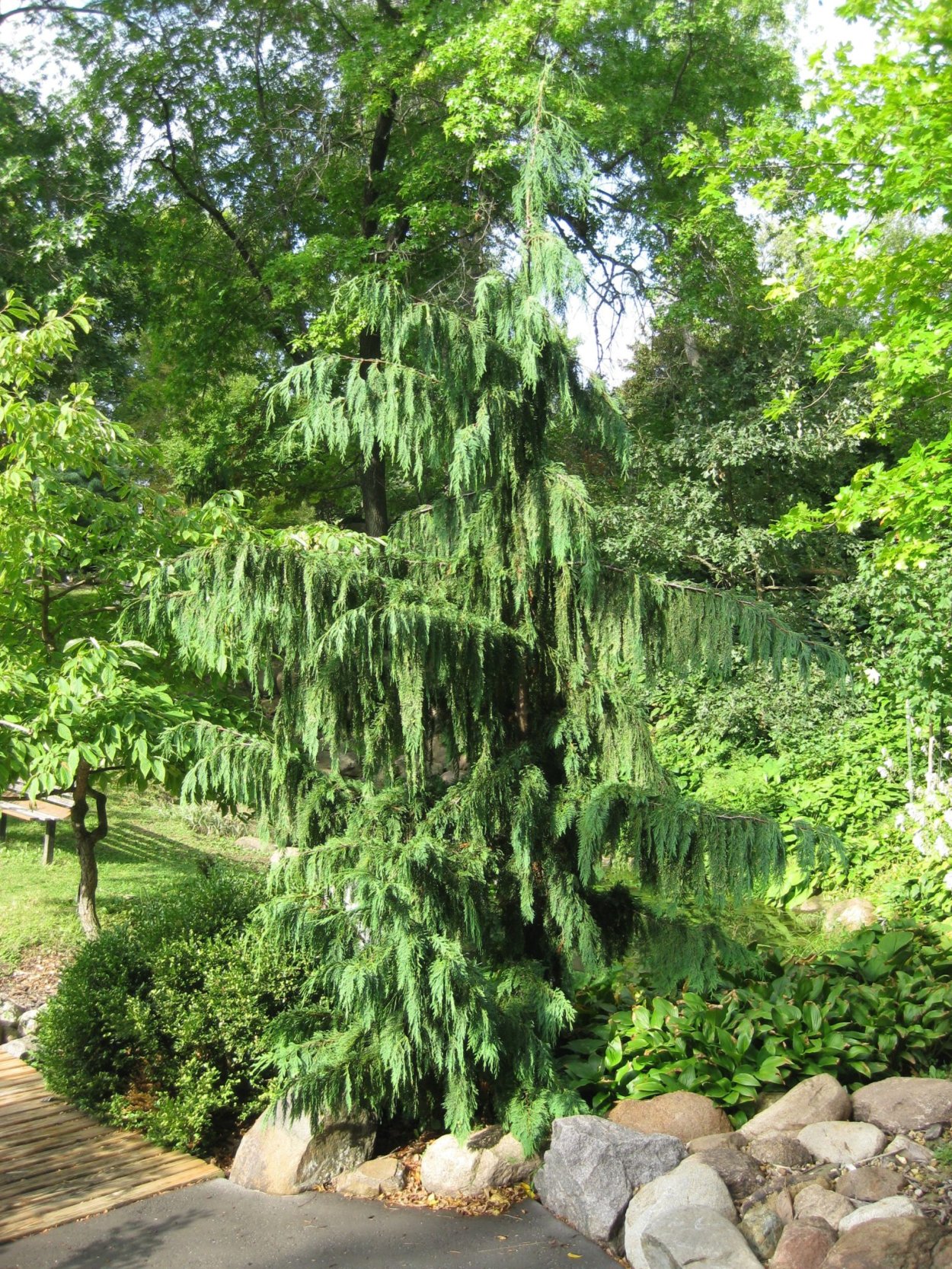 Ива гибридная Плакучий Гном