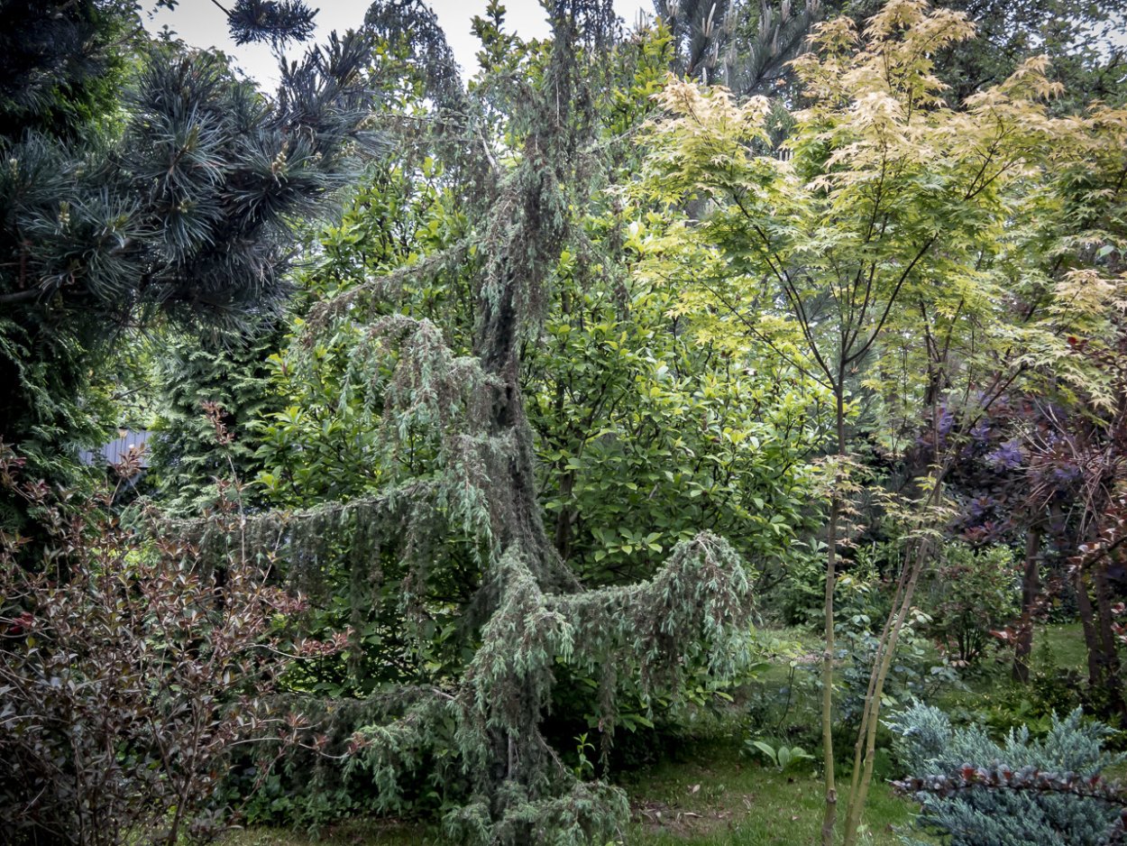 Лиственница японская Диана