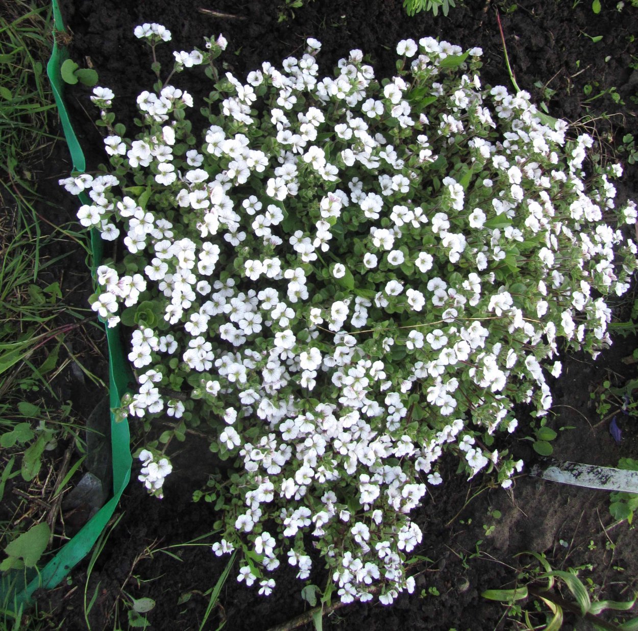 Жасмин с мелкими цветочками