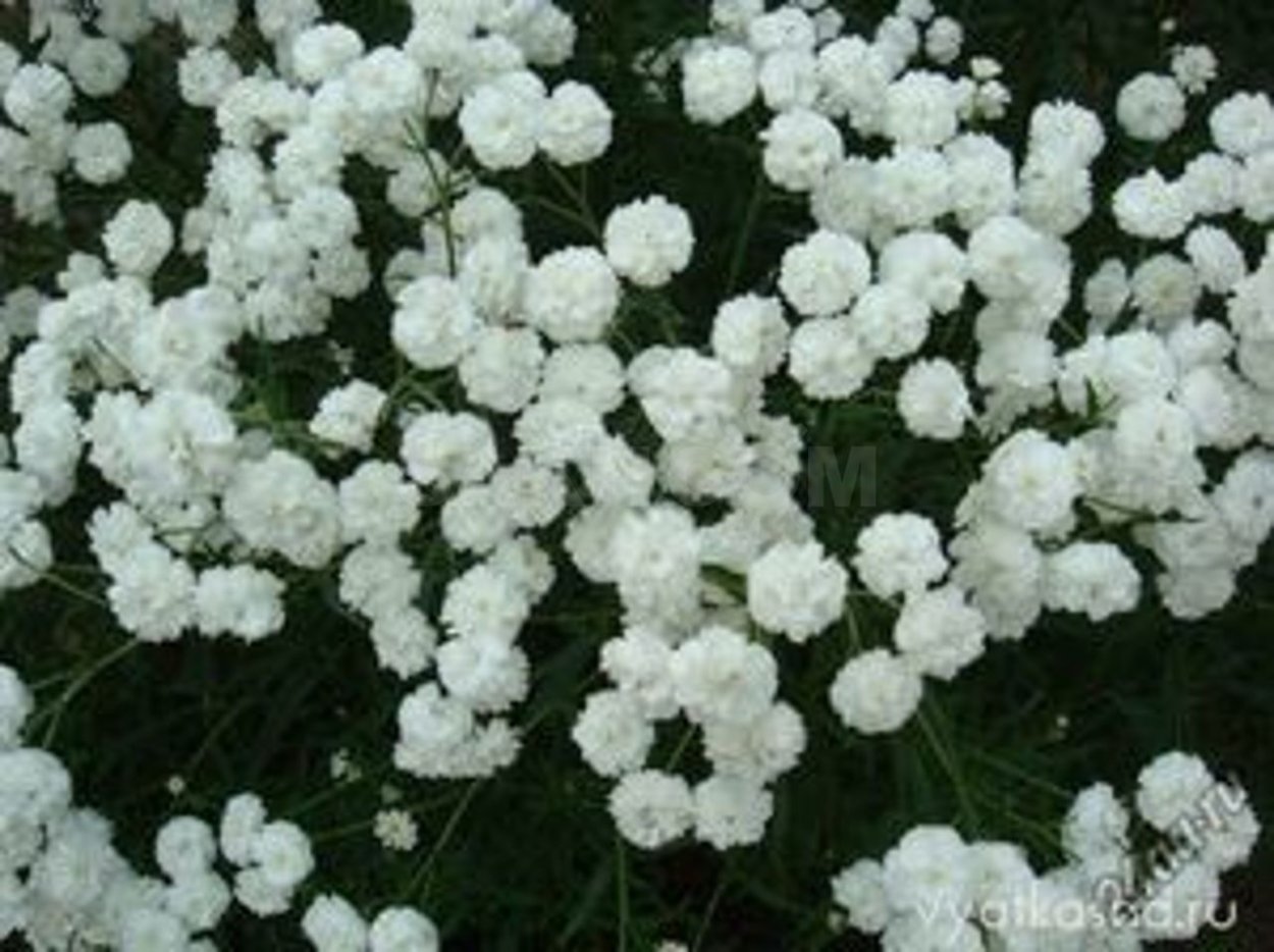 Маленькие беленькие цветочки