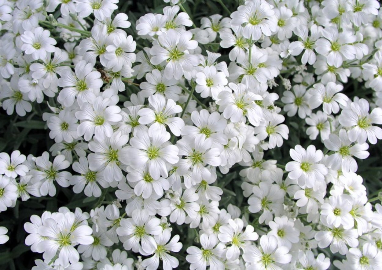 Растение с мелкими белыми цветочками