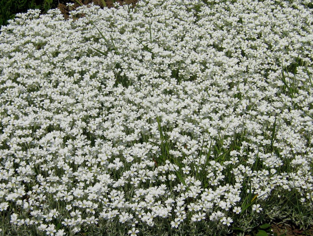 Тысячелистник птармика