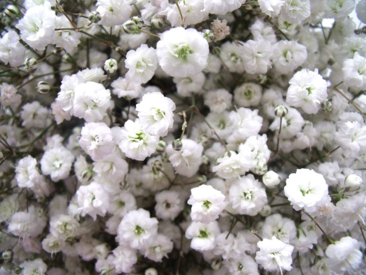 Гипсофила Gypsophila repens