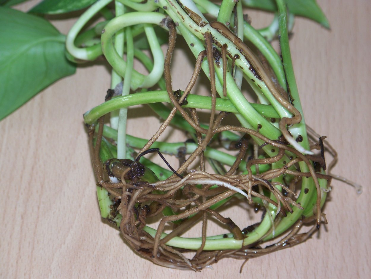 Монстера деликатесная воздушные корни