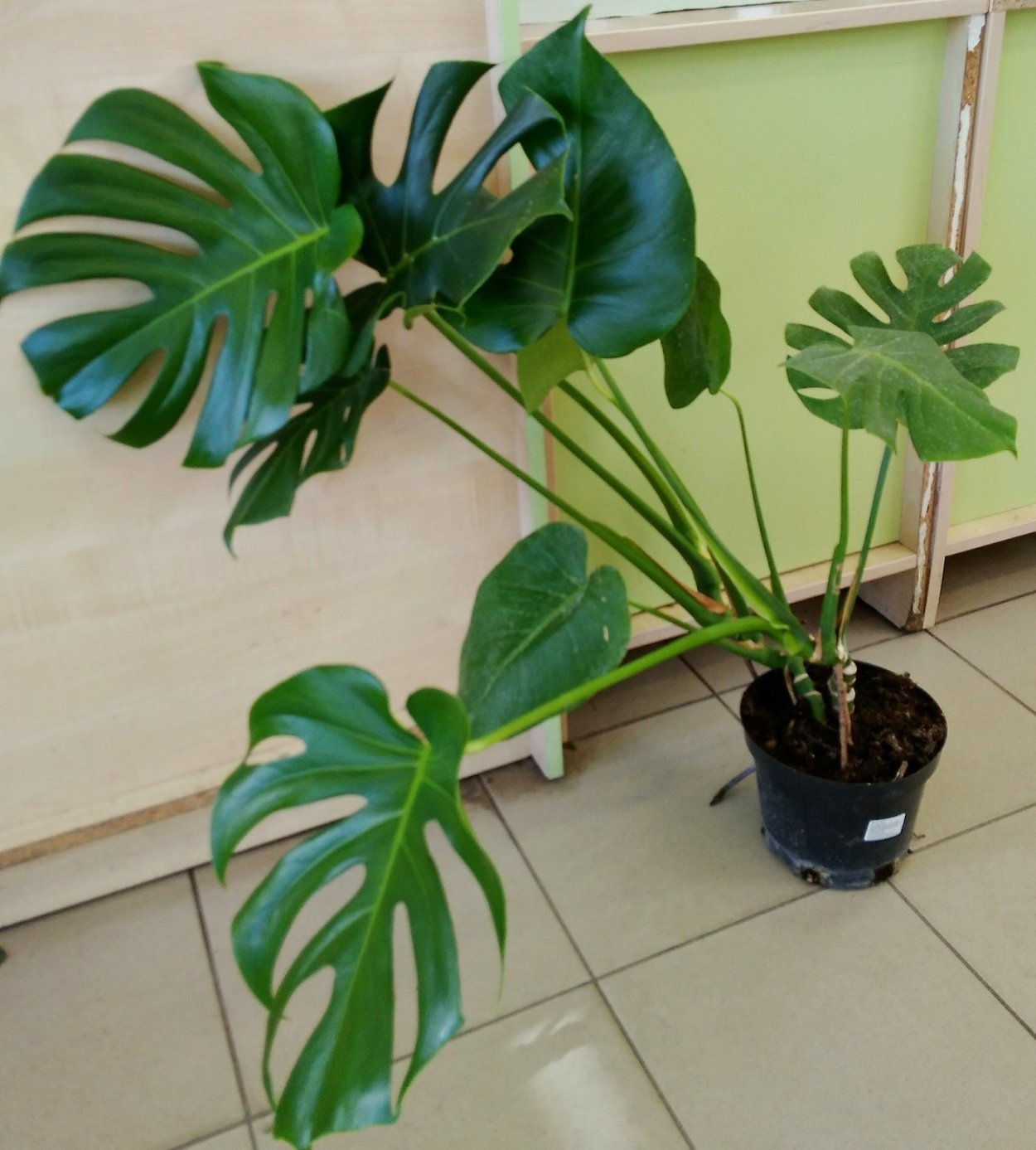 Монстера Делициоза (Monstera deliciosa)