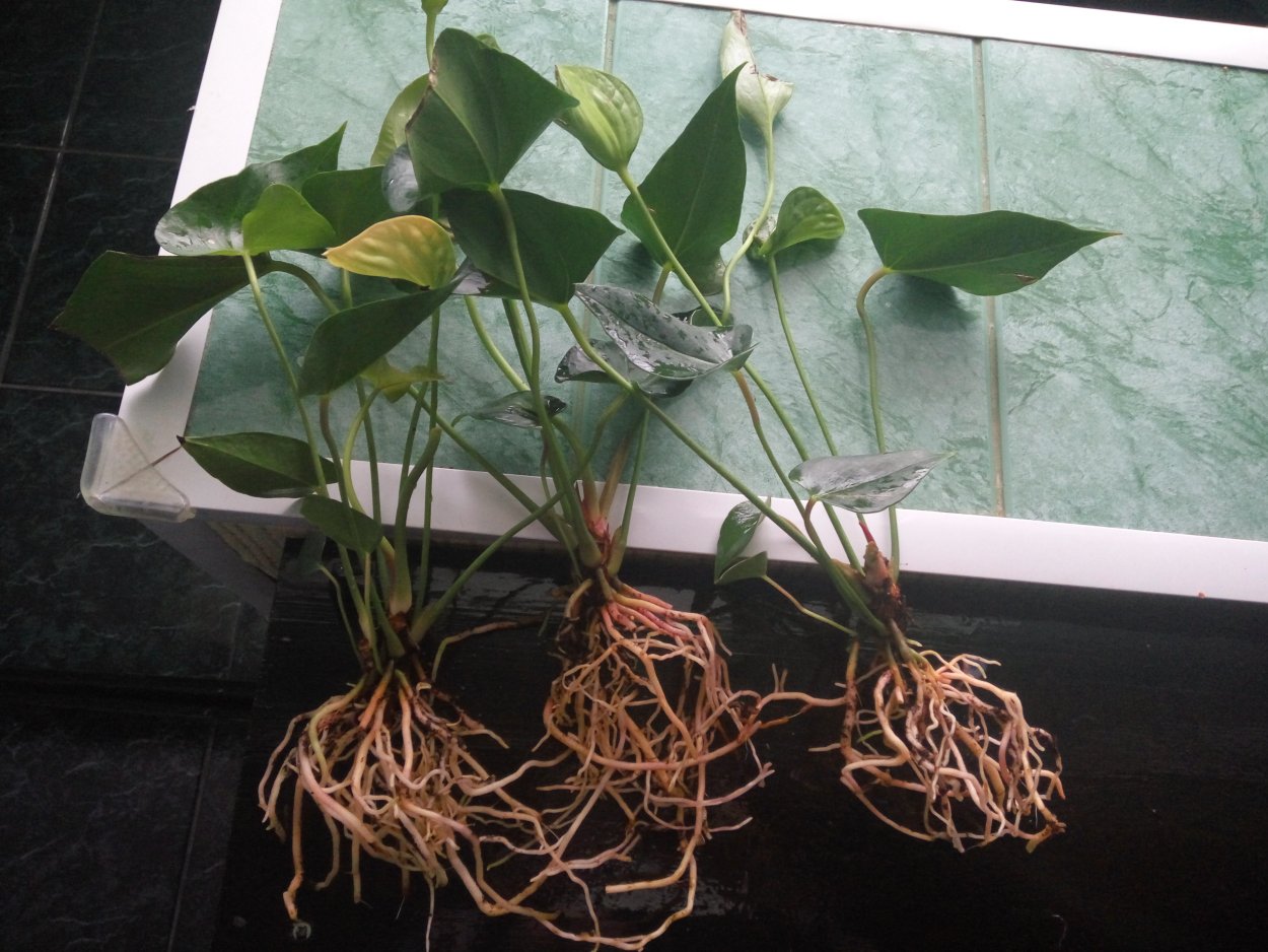 Корни фикуса каучуконосного