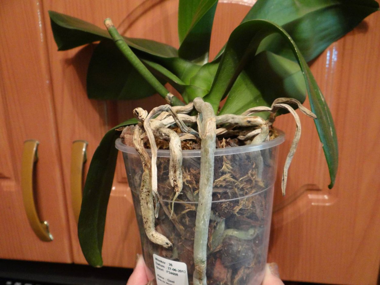 Антуриум Андре корни