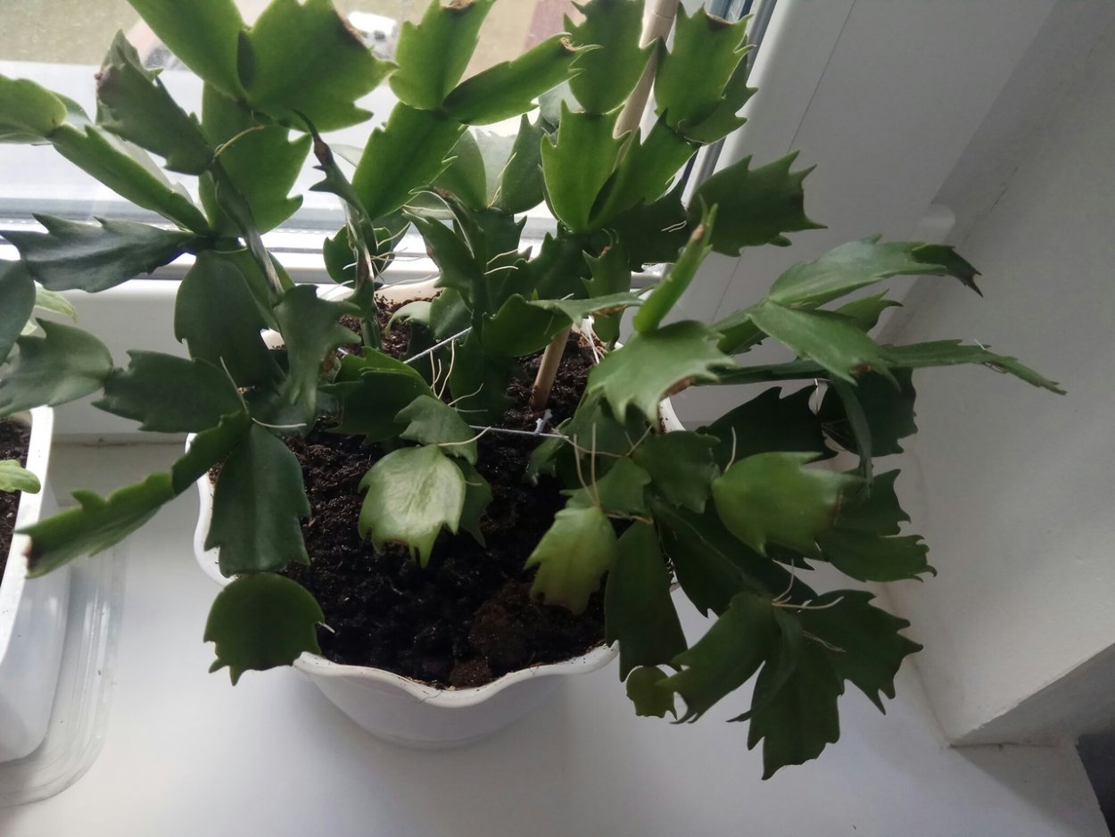 Заплетенные корни орхидеи