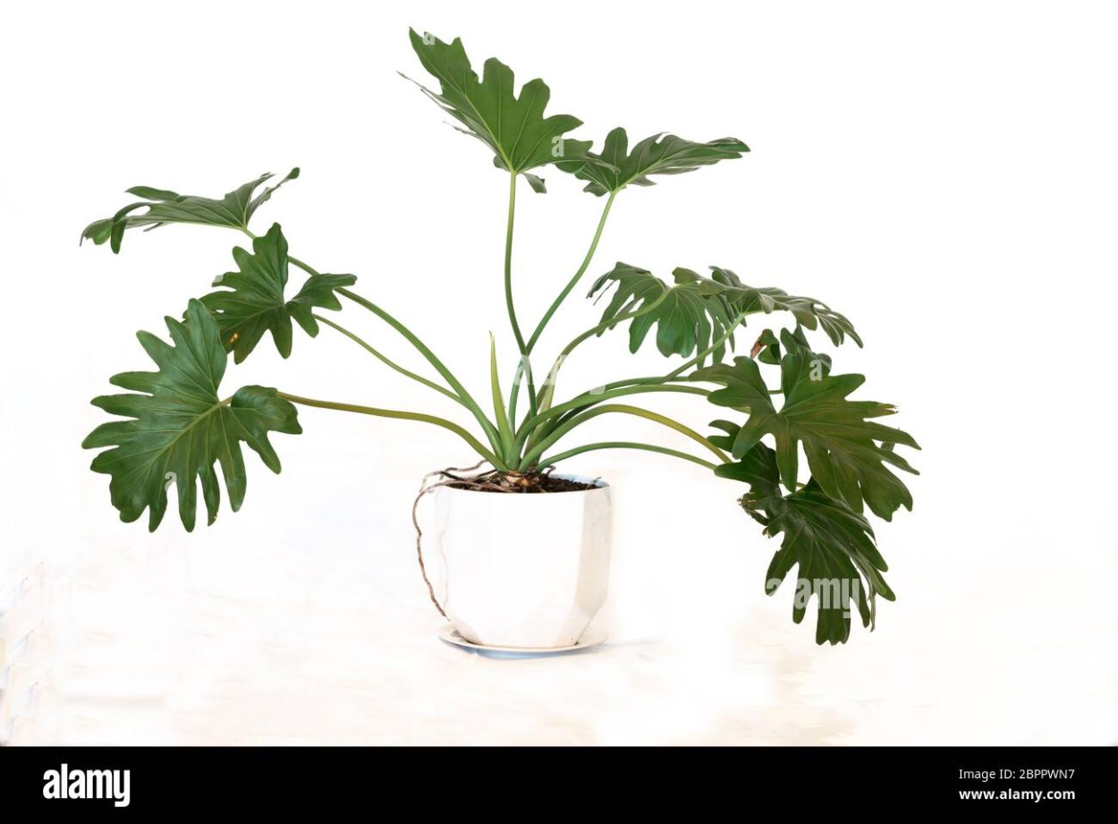 Монстера растение формирование