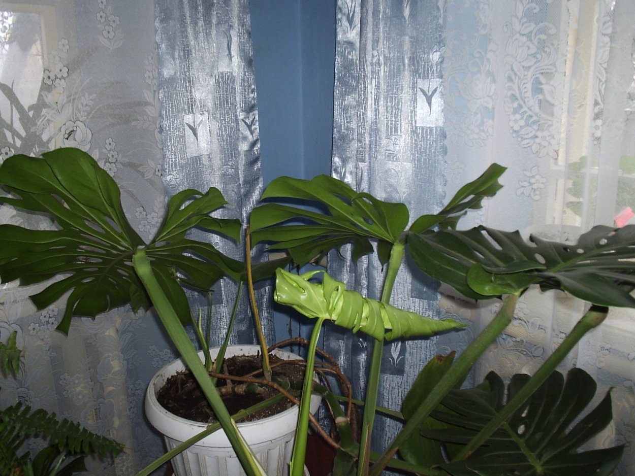 Монстера Альба корни