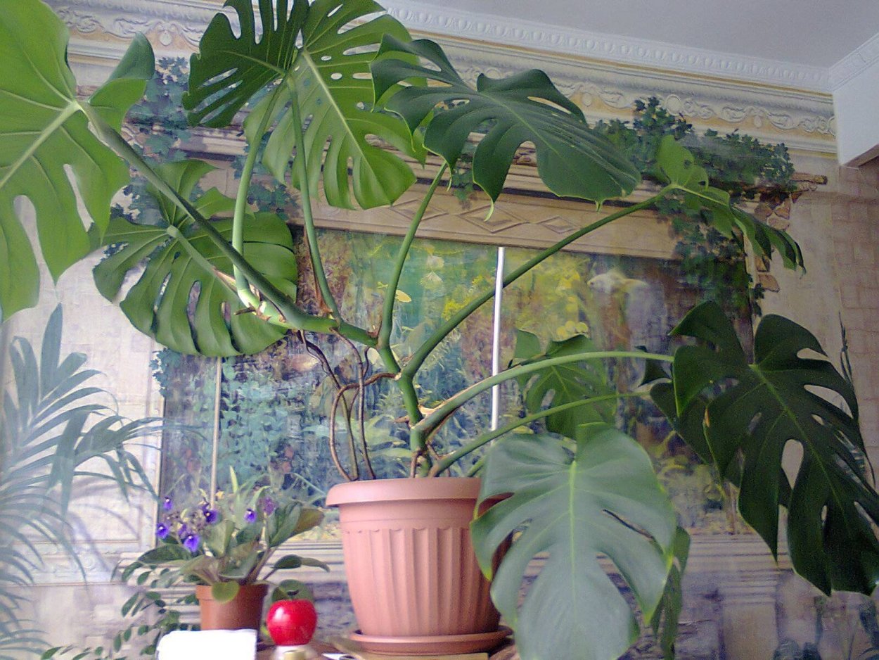 Воздушные корни орхидеи