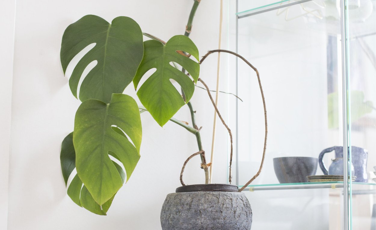 Фаленопсис засох цветонос