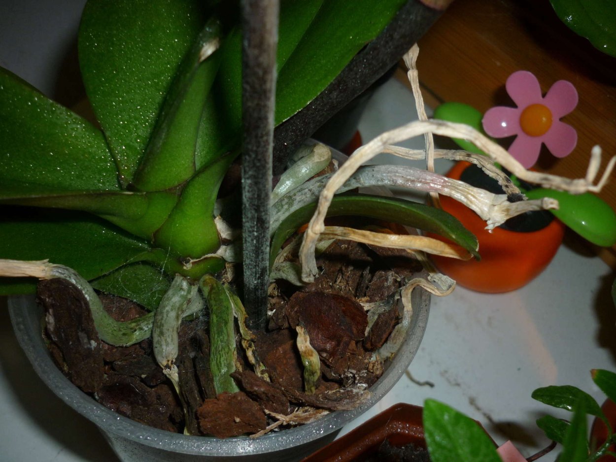 Растение без корней Тилландсия