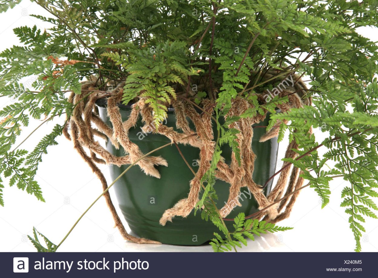 Корни орхидеи