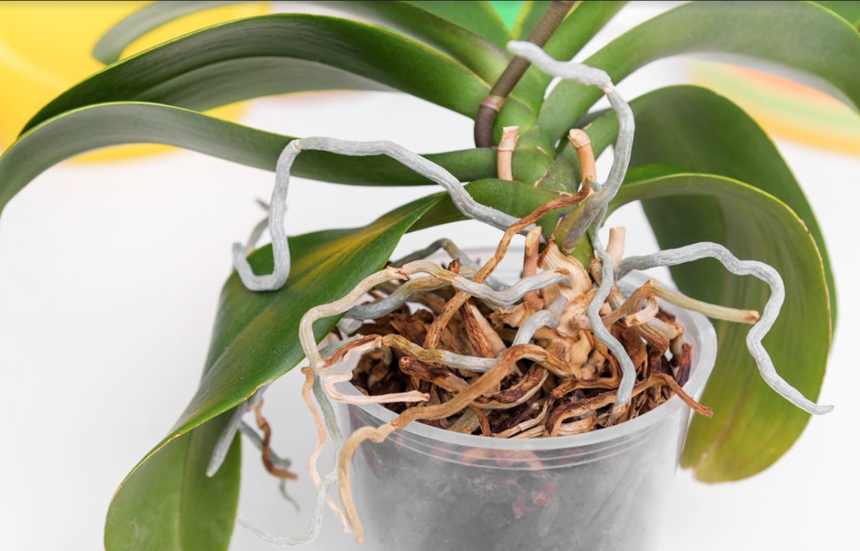 Монстера эпифит