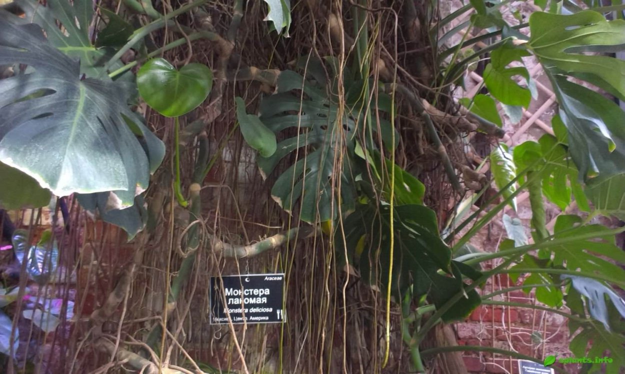 Бромелия воздушные корни