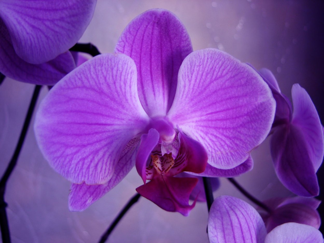 Фаленопсис Королевский пурпурный