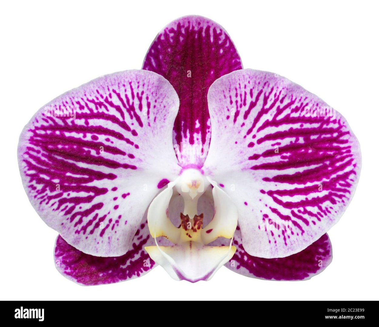 Фаленопсис белая с розовым краями