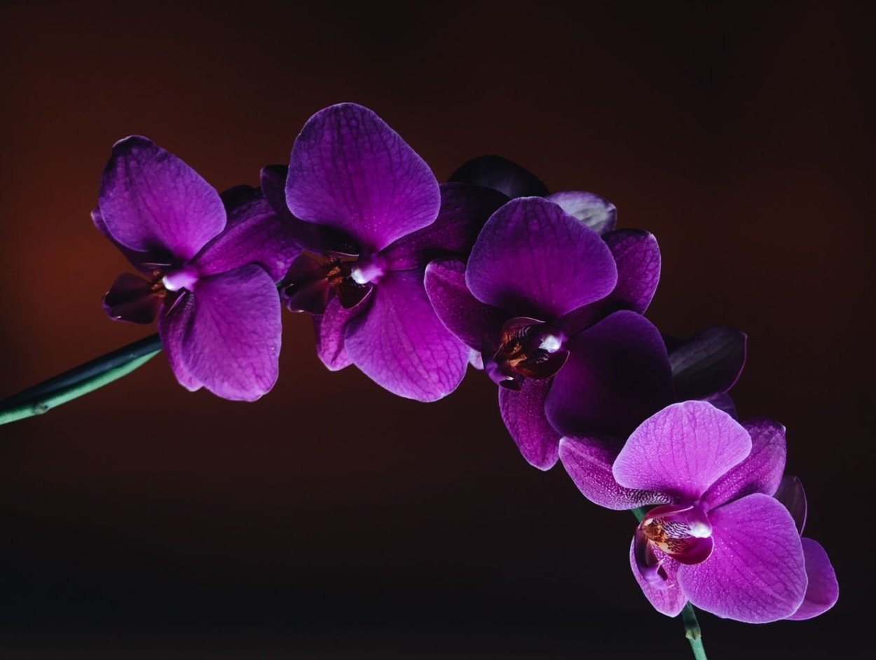 Орхидеи фиолетовые на сплошном фоне