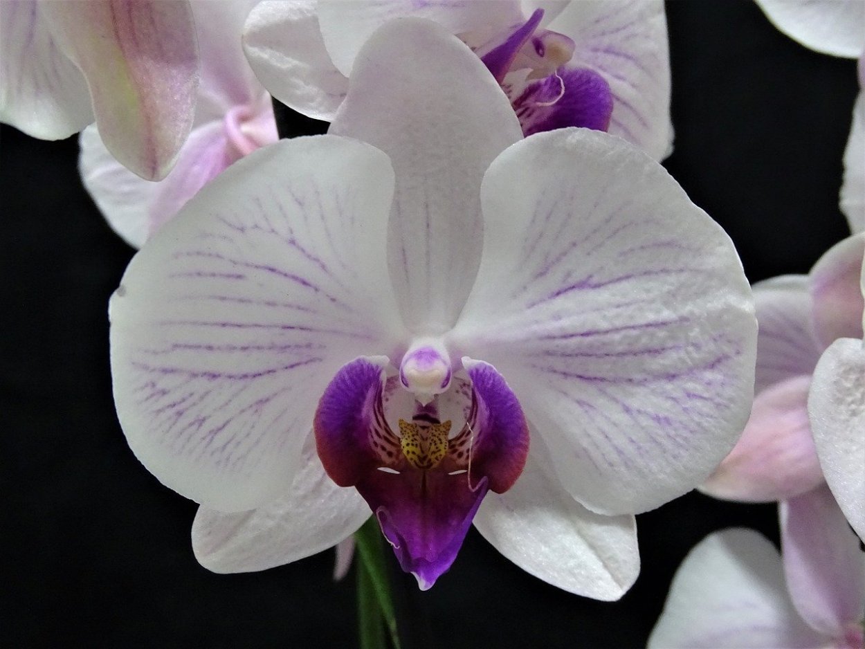 Фаленопсис сиреневый с прожилками