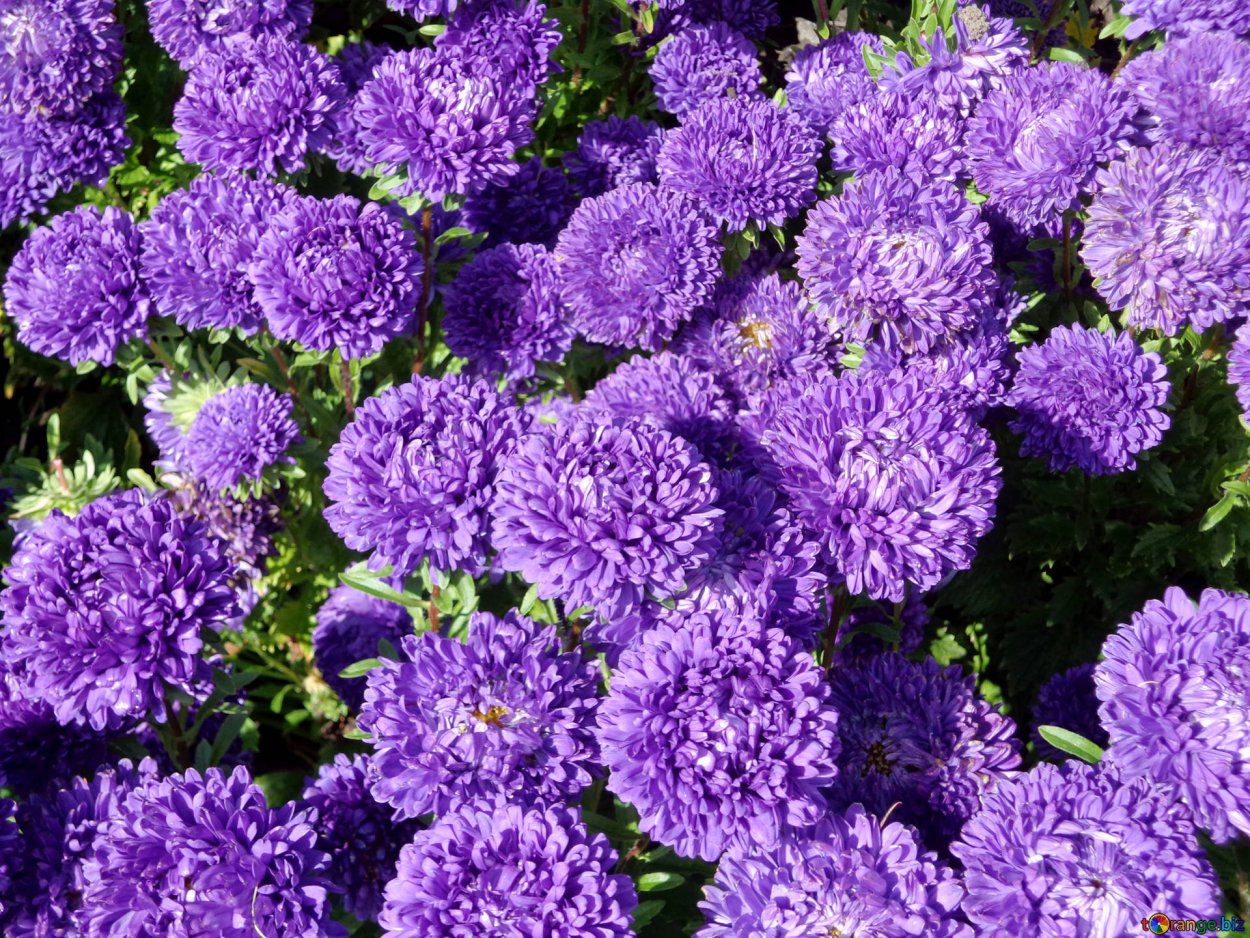 Капуста декоративная Крейн красная