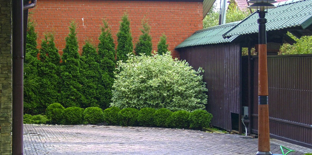 Дерен и туя в живой изгороди
