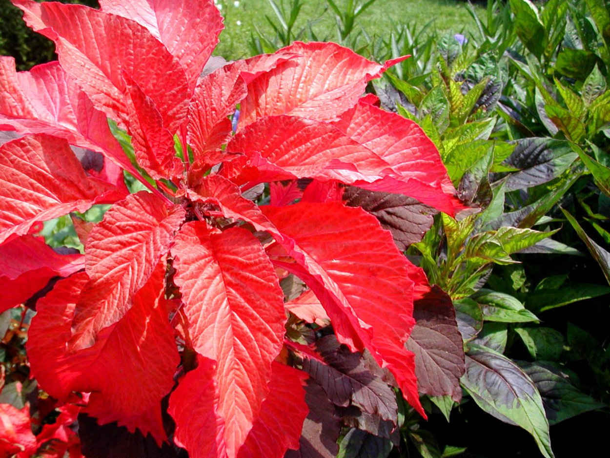 Амарант двуцветный (Amaranthus bicolor) "molten Fire"