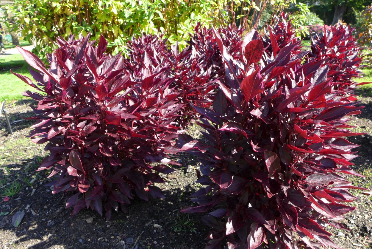 Ирезине Линдена (Iresine lindenii)