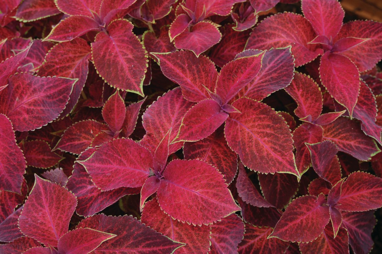 Coleus Volcano колеус