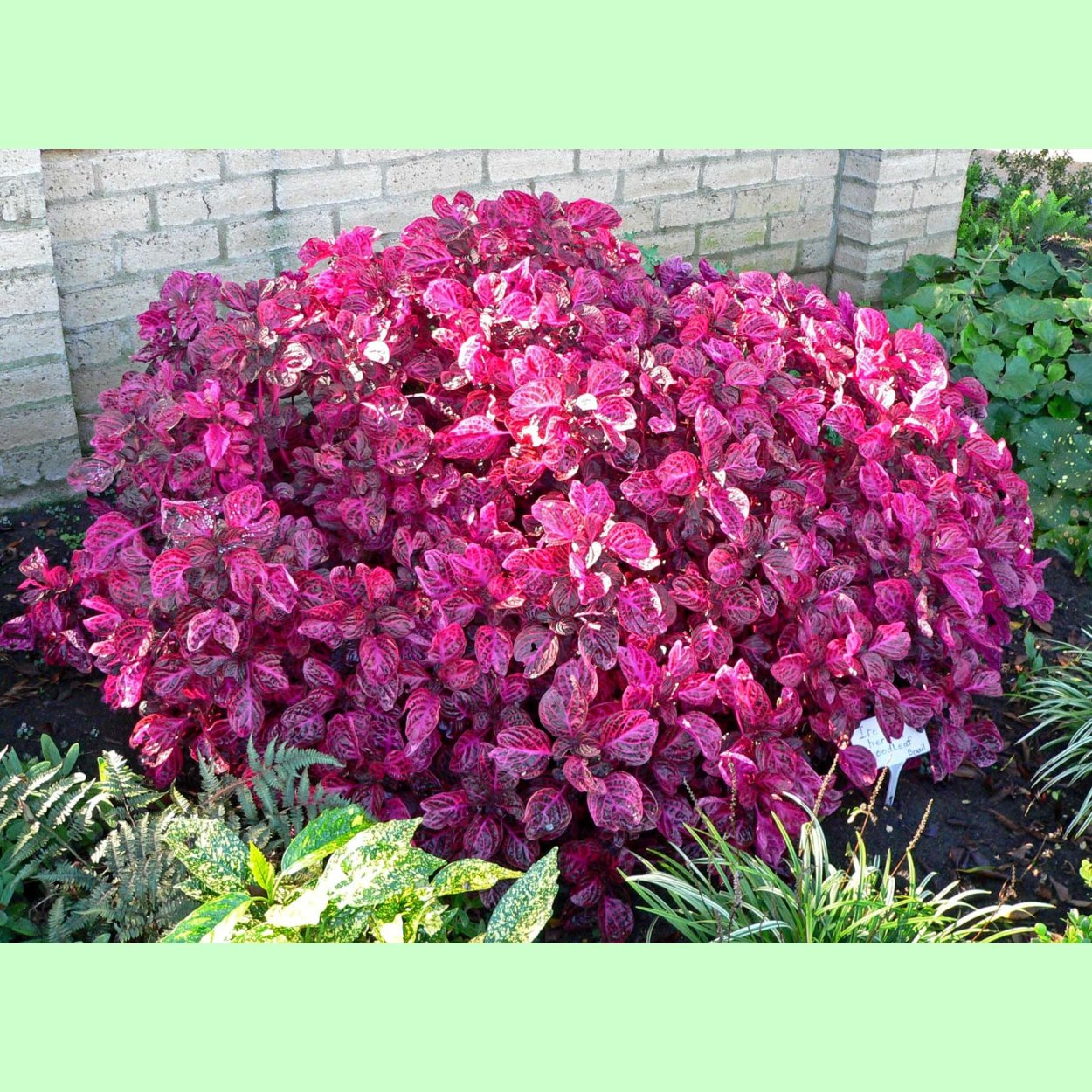 Ирезина Хербста