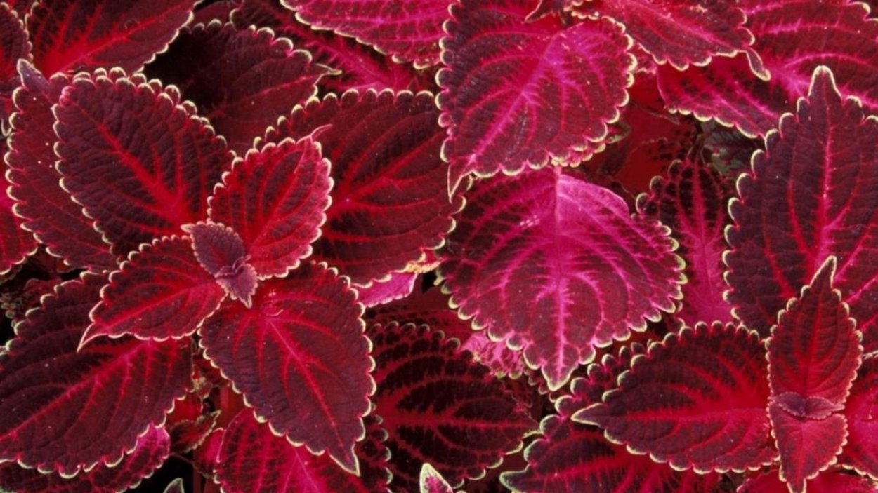 Колеус Cracklin Rosie