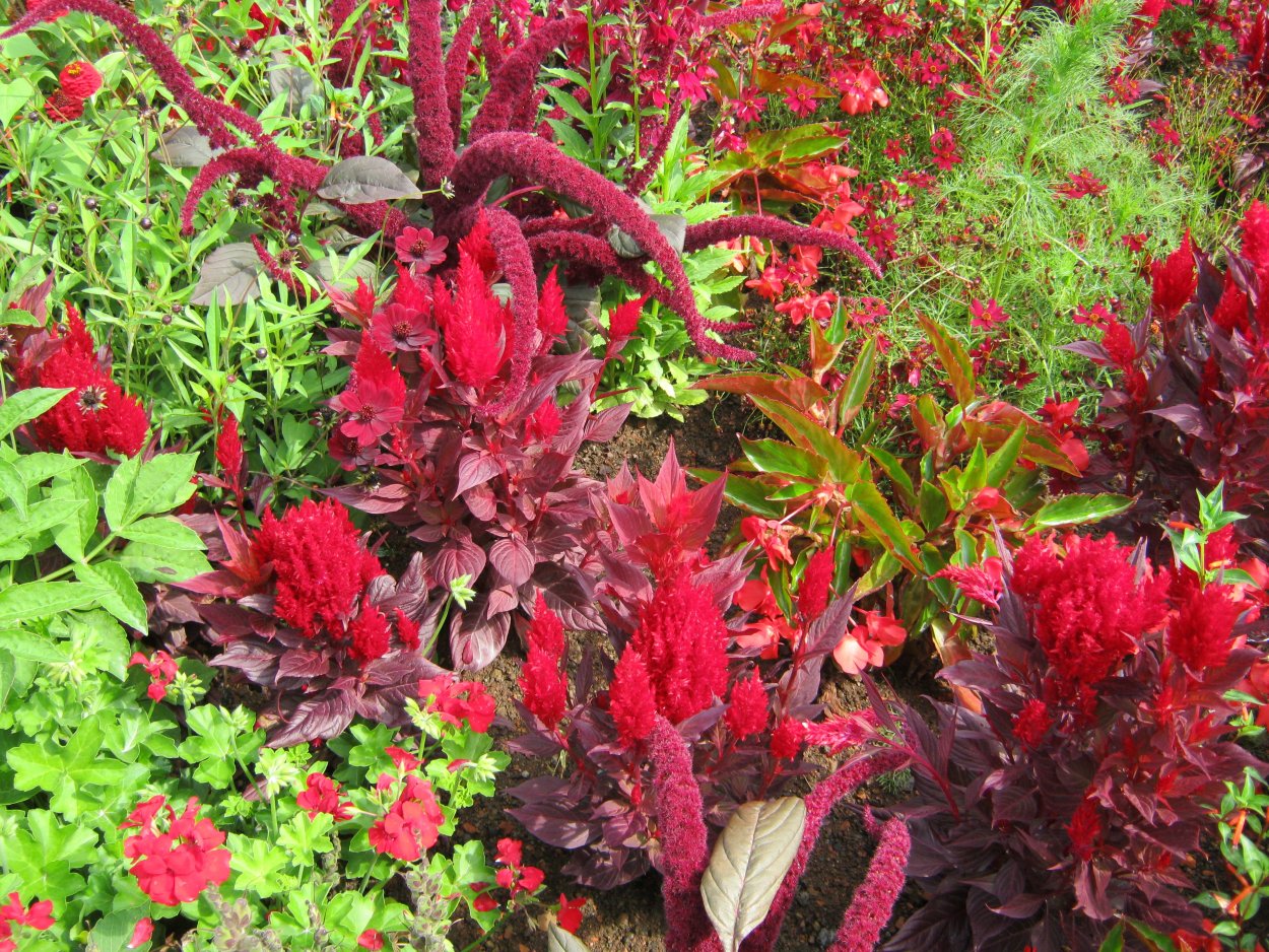 Целозия и Сальвия