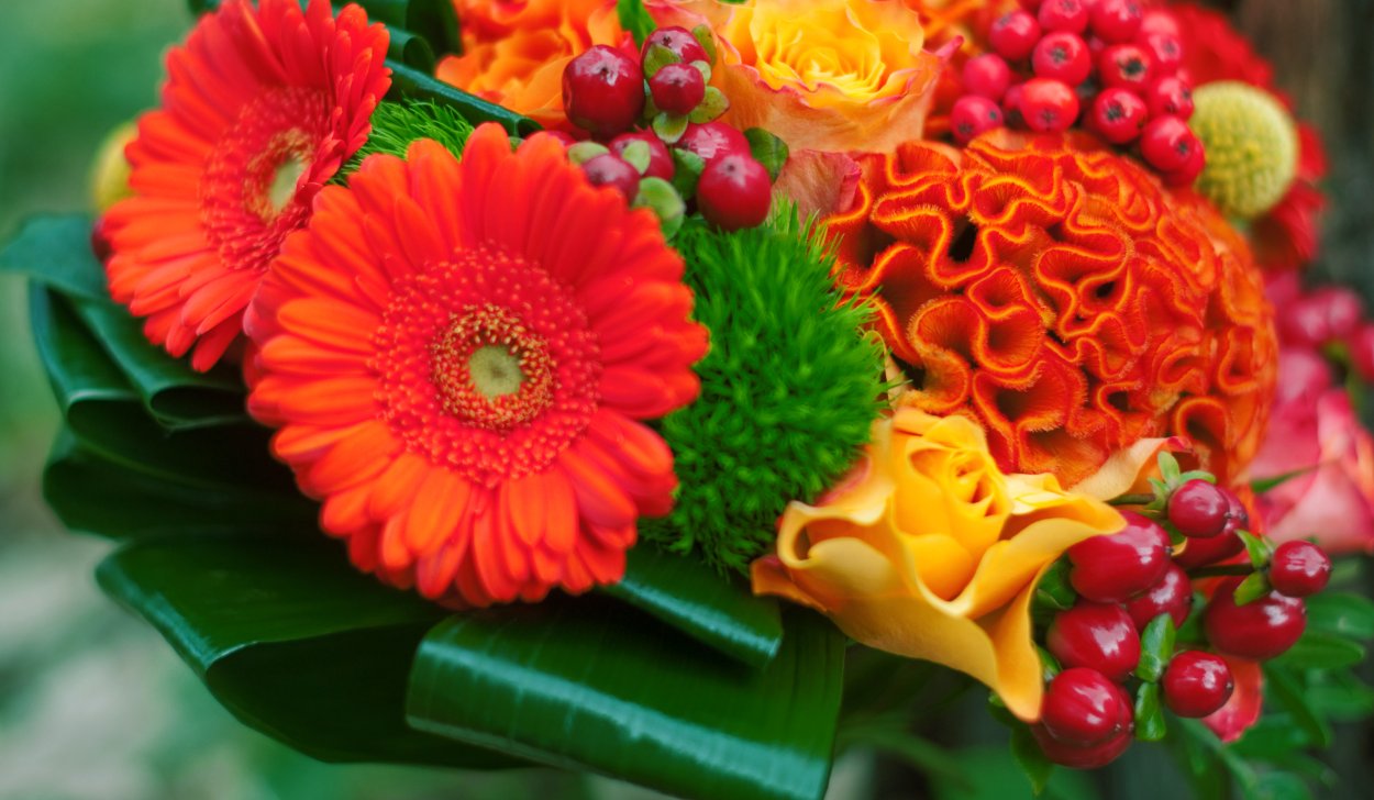 Желто оранжевые цветы