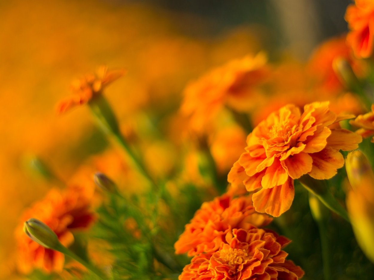 Бархатцы оранжевое настроение