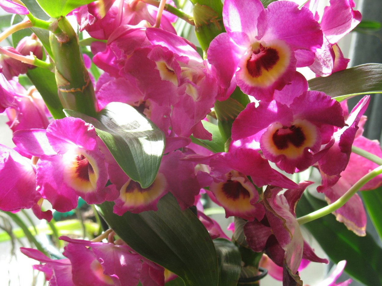 Дендробиум бёрд Шайн Дэй