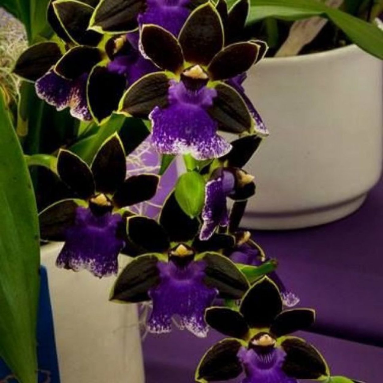 Орхидея Dendrobium Nobile белая